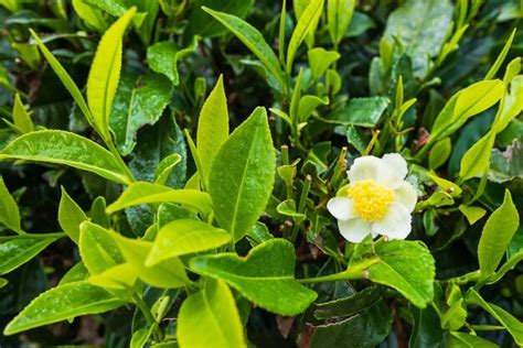 Premium Photo | Tea plant flowers on plantation
