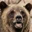 Grizzly Bear  Tulsa Zoo