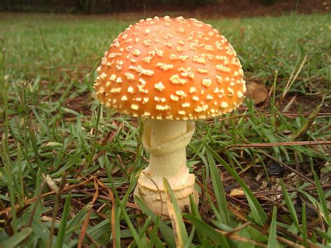 Rainy Georgia Mushroom Pics~ Mushroom Hunting And Identification