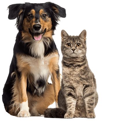 The boys are played with and fed each time they do their visit, and it's so much more convenient and less stressful on the cats than being boarded. easyvetclinic Overland Park l Affordable Pet Vaccines ...