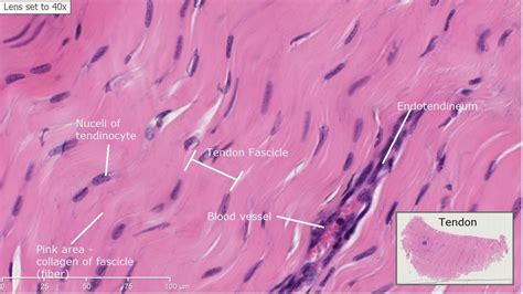 Tissue Bio Lab Connective Tissue