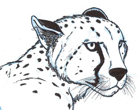 Now using a pair of smooth lines, depict the cat's forehead and face. Cheetah Head by BentheBeard on DeviantArt