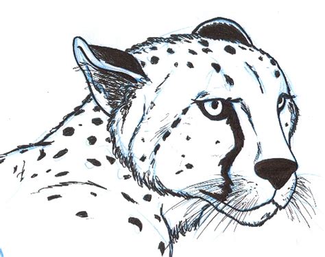With a line, draw the direction of the body and the tail. Cheetah Head by BentheBeard on DeviantArt