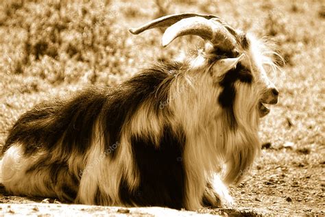 Portrait Of A Male Long Haired Goat — Stock Photo © Fancyfocus 3346349