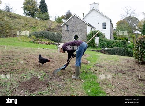 Older Senior Mature Woman Bending Over Raking Lawn Grass Gardening In Autumn To Prepare Garden