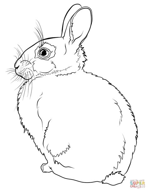 Rabbit Coloring Page Free Printable Coloring Pages
