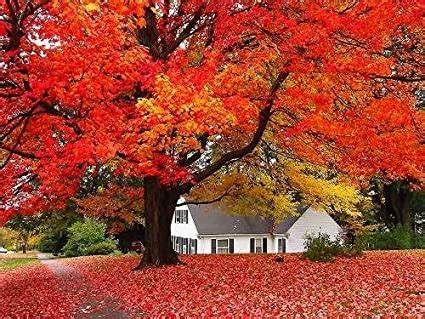 Maybe you would like to learn more about one of these? Japanese Maple Trees For Sale Near Me - coneixlliria