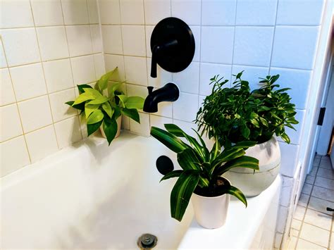 Plants For Bathroom No Light Best Indoor Plants Happy Plant