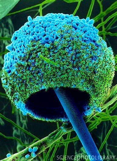 Ekmek Küfü Microscopic Photography Stuffed Mushrooms Things Under A
