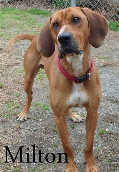 Michigan humane creates thousands of new families each year as we adopt out companion animals. Adopt Milton on | Redbone coonhound, Animal shelter, Animals