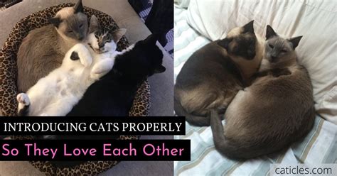 How To Introduce Cats To Each Other Lavern Palacious