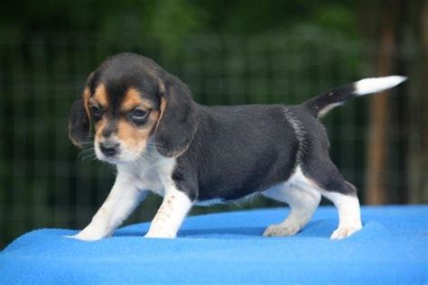 Check spelling or type a new query. Adorable Tri Color & Chocolate Beagle Puppies READY NOW ...