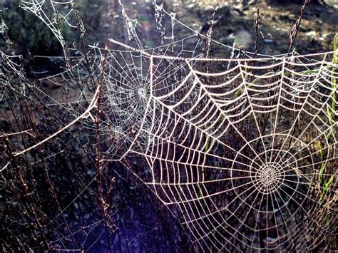 Multiple Spider Webs In Bush Stock Image Image Of Rural Farm 46744429