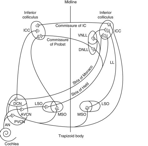 6 More Detailed Drawing Of The Ascending Auditory Pathways From The Ear