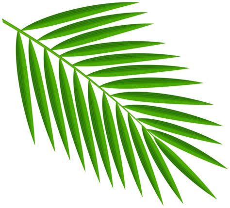 green palm leaves png clipart clip art palm leaves free clip art