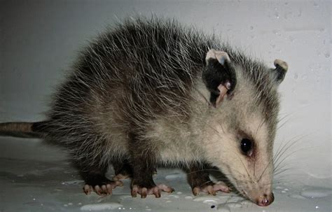 I say dispatch him, but do it quickly and humanely. Humane Ways to Kill an Opossum in a Cage