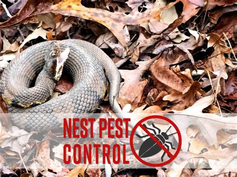 termite control washington dc nest kills termites dead
