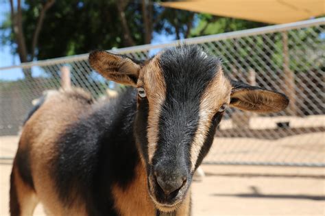Reid Park Zoo Today Is World Goat Day Goats Were Among Facebook