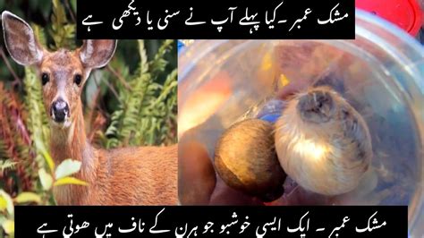 Deer Mushk Amber Price In Pakistan Caudal Glands Of The Male Musk