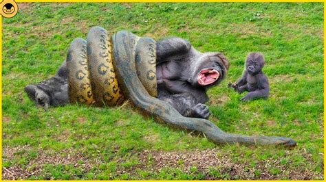 8 Moments Of Wild Snakes Hunting And Attacking Monkeys Youtube