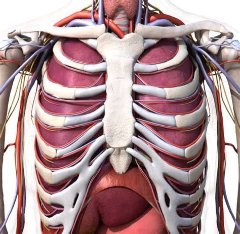 During inspiration the ribs are elevated, and during expiration the ribs are depressed. Chest Bones Diagram & Function | Human body, Body map, Anatomy