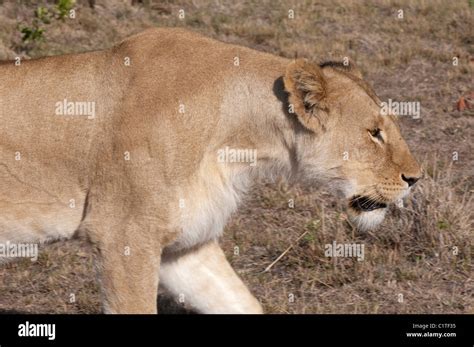 Kenya Masai Mara National Reserve Lioness Panthera Leo Prowling