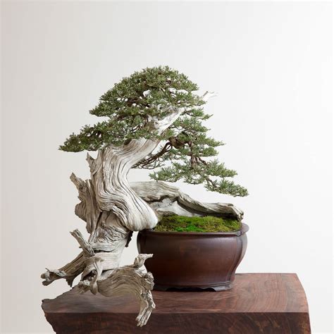 This style is very popular among some of the most famous trees in the world and can add enormous aesthetic value to a bonsai tree. The Bonsai Kid - Craftsmanship Quarterly | Craftsmanship ...