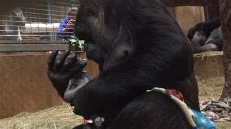 Heartwarming Moment Mother Gorilla Gently Kisses Her Newborn Baby After