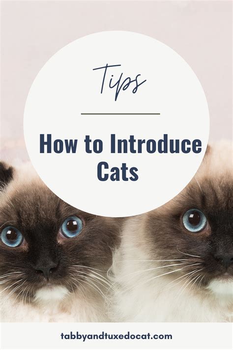 Tips How To Introduce Cats In 2021 How To Introduce Cats