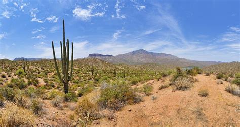 Amazing The Sonoran Desert In North America