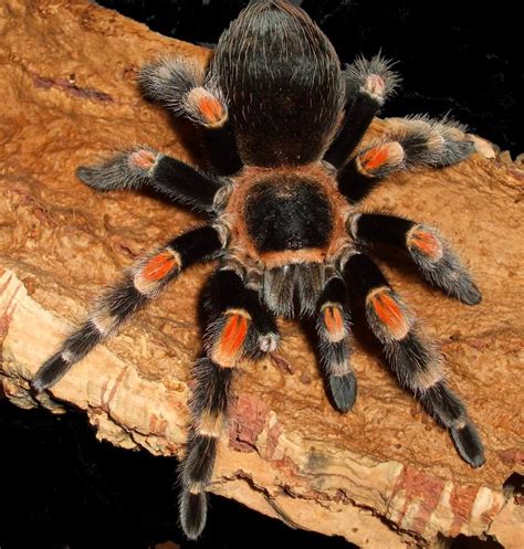 The brachypelma hamorii, a tarantula species, has often been mixed with another species named as the brachypelma smithi. mexican red knee tarantula/Brachypelma smithi | Red knee ...