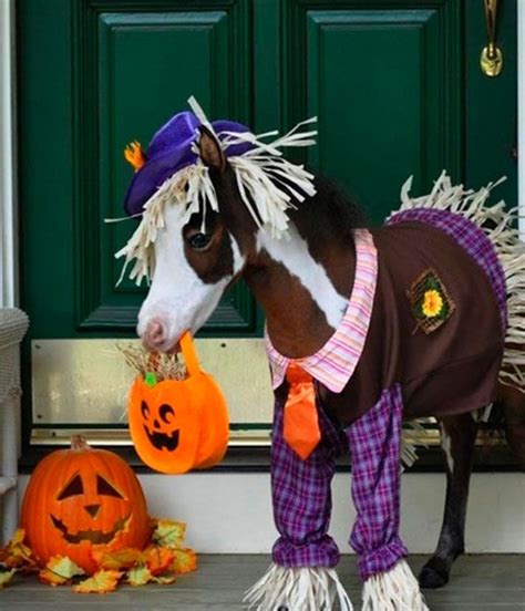 These Miniature Horses Dressed Up For Halloween Is The Cutest Thing You