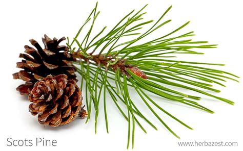 Scots Pine Herbazest