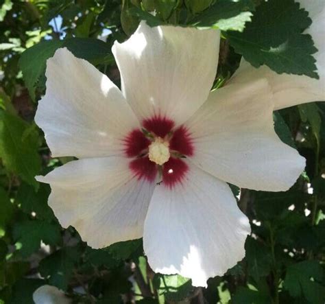 Check spelling or type a new query. Rose of sharon | Rose of sharon, Flowers, Rose
