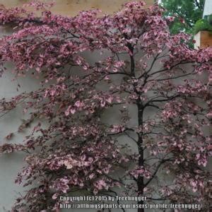 We did not find results for: European Beech (Fagus sylvatica 'Purpurea Tricolor ...