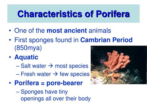 PPT - Phylum Porifera PowerPoint Presentation - ID:761687