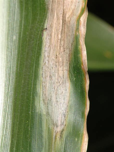 Several Corn Diseases Developing Across Nebraska Cropwatch