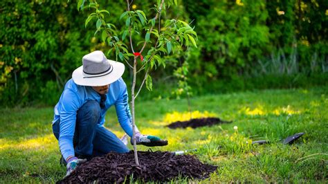 How To Properly Plant A Tree Step By Step Guide