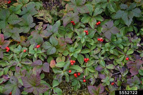 bunchberry, Cornus canadensis (Cornales: Cornaceae) - 5552722