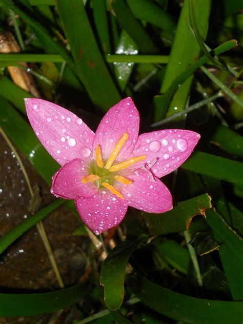 Catatan Kecilku: Bunga Bawang-bawangan