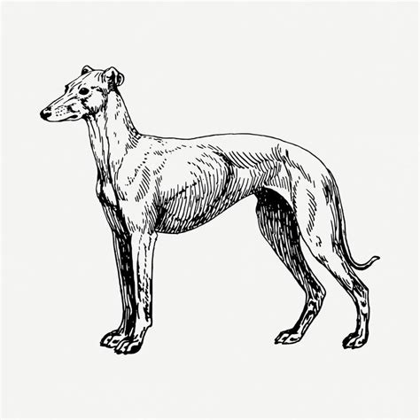 Download Free Psd Image Of Greyhound Dog Drawing Vintage Animal