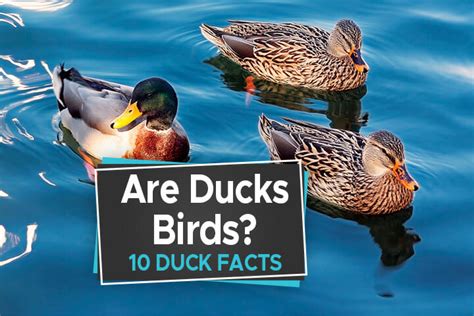 Are Ducks Birds 10 Duck Facts You Should Know Birdwatching Buzz