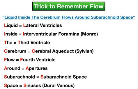 Cerebrospinal Fluid Pathway