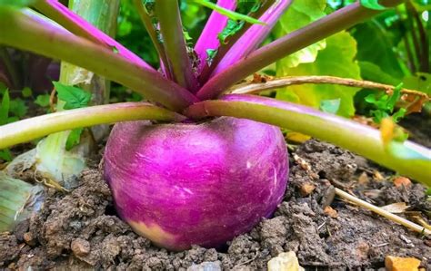 How To Grow Turnip From Seeds Slick Garden