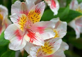Reminiscent (comparative more reminiscent, superlative most reminiscent). History and Meaning of Peruvian Lily - ProFlowers Blog
