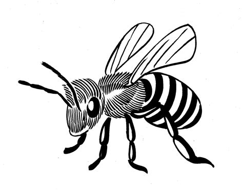 Bee Line Drawing Line Drawing Drawings Bee Art