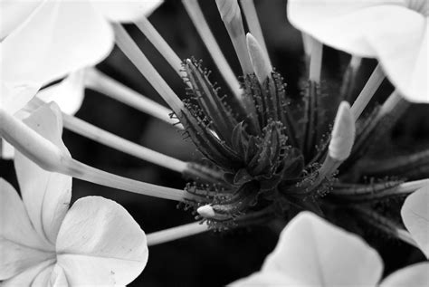 Kelsi Paige Photography Flowers Macro Bunch Black And White Grow