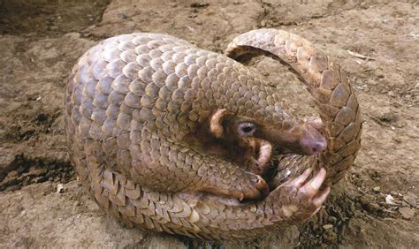 Despite its scaly appearance, this species is a mammal, not a reptile. EJN Kicks Off Pangolin Series on Earth Day | Internews