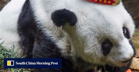 Worlds Oldest Captive Giant Panda Dies Aged 37 In China South China