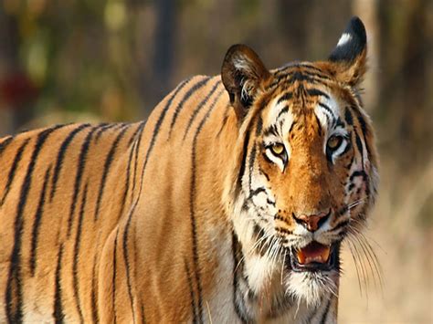Bilaspur News: 7 tigers reduced in 6 years, now only 5 tigers remain in Achanakmar
